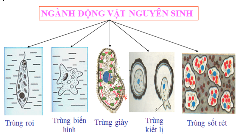 Tóm Tắt Sinh Học 7: Hướng Dẫn Học Tập Hiệu Quả